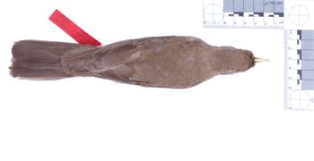Media type: image;   Ornithology 76473 Description: Photograph of specimen: Dorsal.;